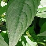 Strobilanthes attenuata Leaf