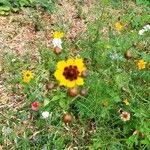 Coreopsis basalis Flower