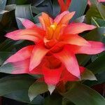 Guzmania