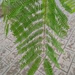 Albizia julibrissinLehti