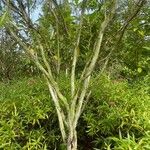 Salix nigra Bark