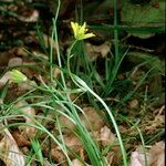 Gagea spathacea Агульны выгляд