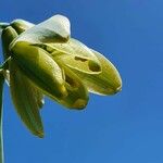 Albuca abyssinica 花