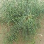 Parkinsonia aculeata Blatt