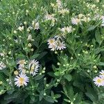 Aster ageratoides Агульны выгляд