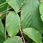 Ostrya virginiana Leaf