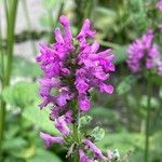 Stachys officinalis Квітка