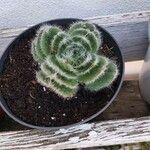 Crassula barbata Hoja