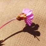 Androsace carnea Λουλούδι