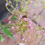 Valeriana calcitrapae Fleur