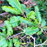 Bertholletia excelsa Leaf