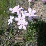 Phlox longifolia Blomma