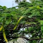 Delonix regia Hostoa