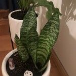 Sansevieria trifasciata Лист