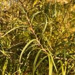 Salix eleagnos Ďalší