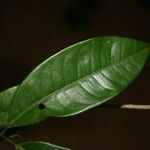 Lecythis idatimon Leaf
