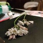 Nothoscordum gracile Λουλούδι
