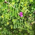 Vicia sativaFlower