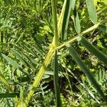 Vicia tenuifolia 樹皮