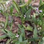 Chorispora tenella Folha