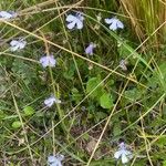 Lobelia tenera Virág