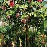 Fuchsia boliviana Vivejo