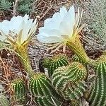 Echinopsis schickendantzii Flor