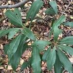 Morella cerifera Leaf