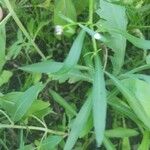 Iberis umbellata Blad