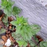 Veronica arvensis Feuille