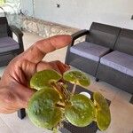 Hydrocharis laevigata Blatt