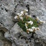 Saxifraga marginata Кветка