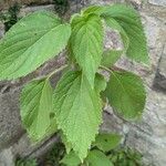 Salvia hispanica Feuille