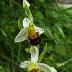 Ophrys apifera Virág