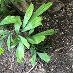 Caryota mitis Leaf