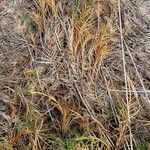 Distichlis spicata 葉