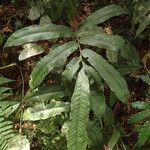 Bolbitis auriculata Leaf