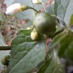 Solanum nigrumΛουλούδι