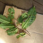 Iryanthera hostmannii Blatt