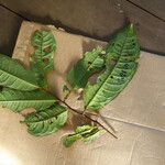 Iryanthera hostmannii 葉