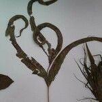 Oleandra costaricensis Hoja