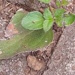 Synedrella nodiflora Лист