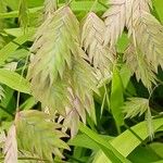 Chasmanthium latifolium Blüte