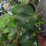 Aristolochia trilobata Leaf