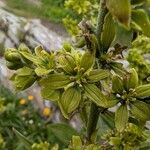 Veratrum album Flor