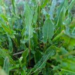 Rumex thyrsiflorus 叶