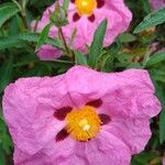 Cistus x purpureus Virág