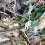 Claytonia caroliniana ফুল