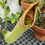 Nepenthes truncata Лист