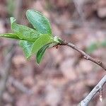 Prunus spinosa Ліст